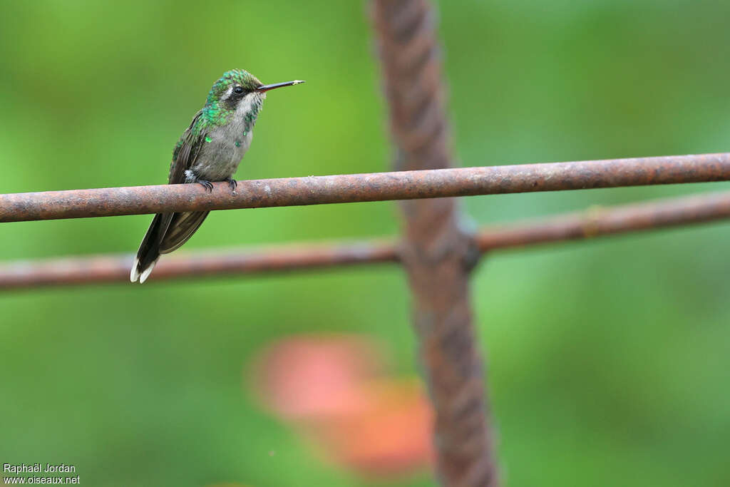 Golden-crowned Emerald female adult