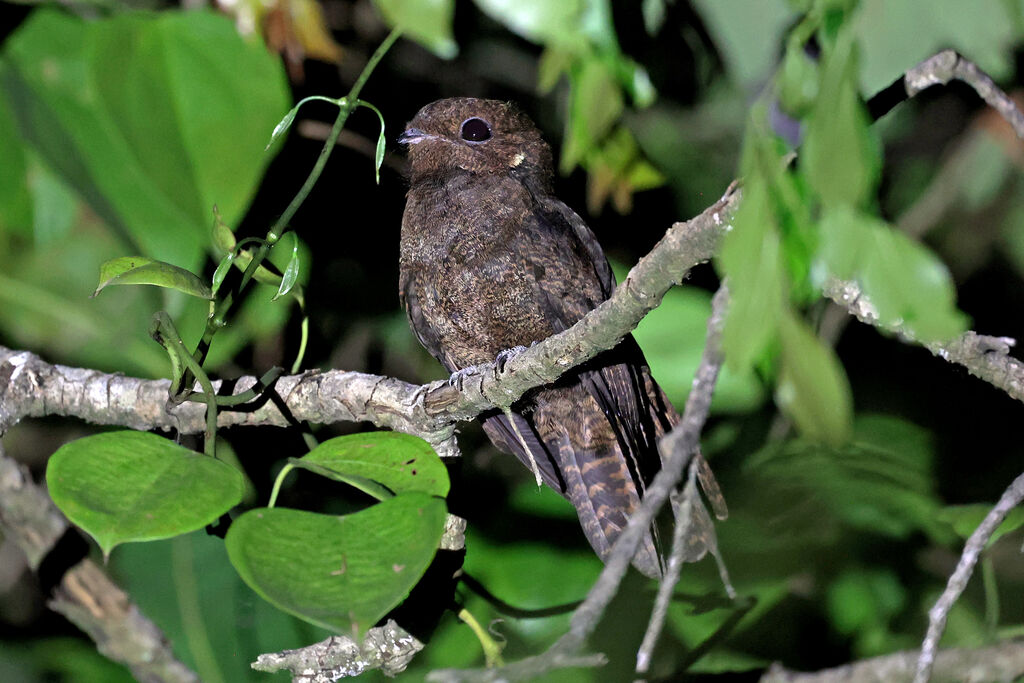 Brown Nightjaradult