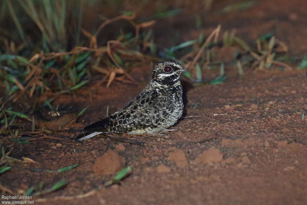 Engoulevent du Natal mâle adulte, identification