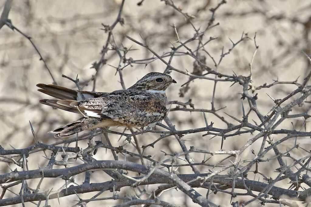 Lesser Nighthawk