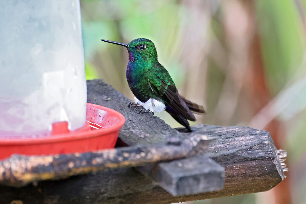 Érione pattue mâle adulte