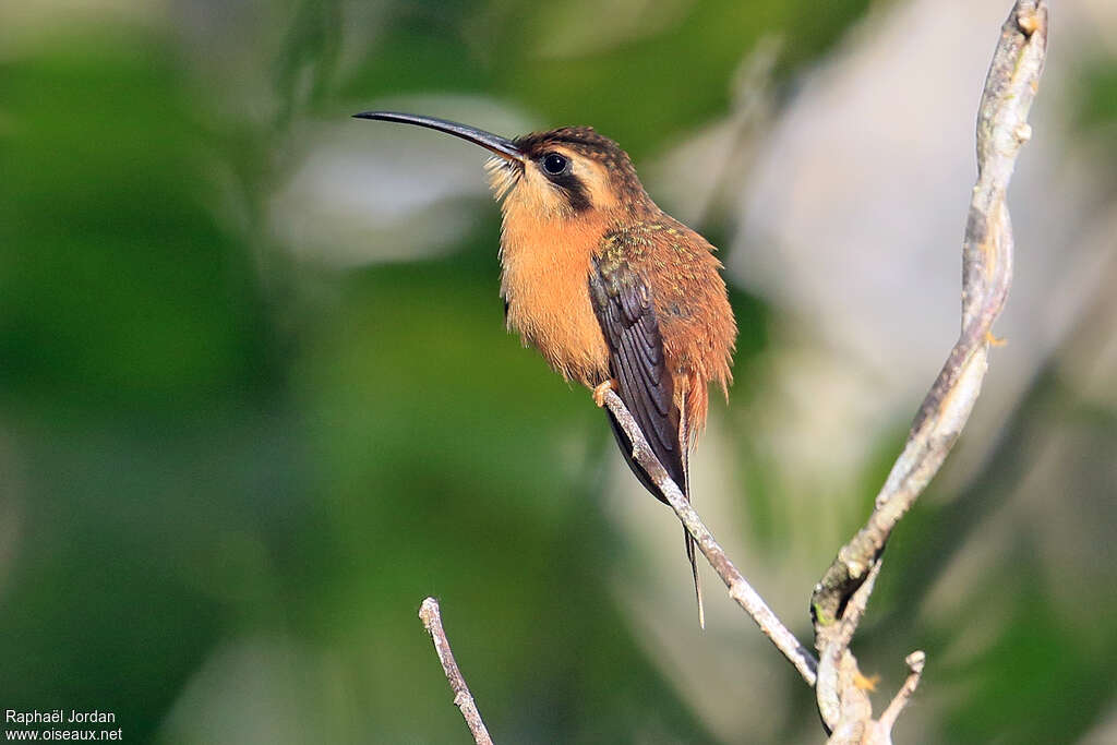 Reddish Hermit female adult, identification