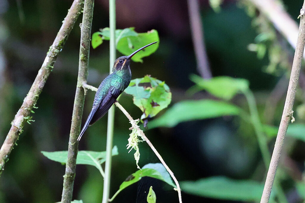 Ermite yaruquiadulte