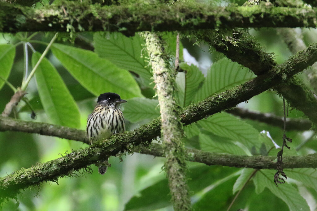 African Broadbilladult