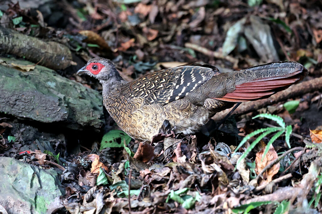 Swinhoe's Pheasant female adult