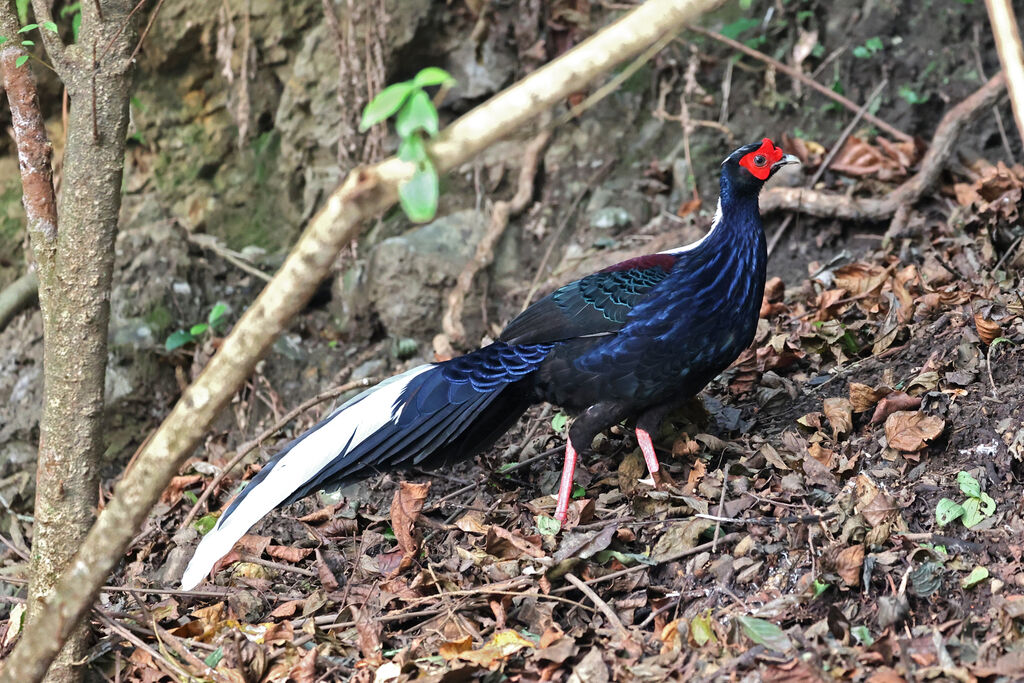 Swinhoe's Pheasant male adult breeding