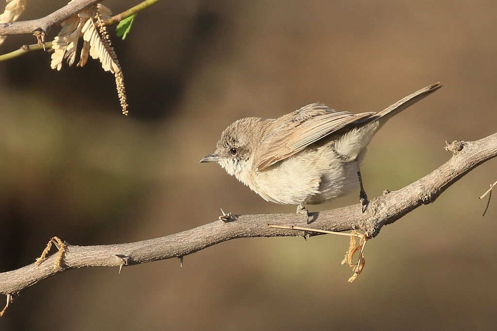 Lesser Whitethroat (minula)