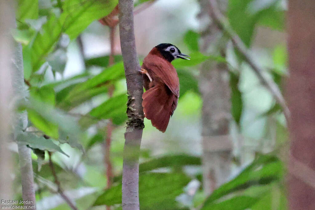 White-masked Antbirdadult