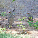 Francolin à bec rouge