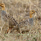 Francolin coqui