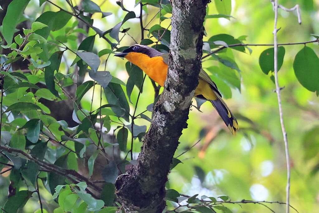 Many-colored Bushshrikeadult