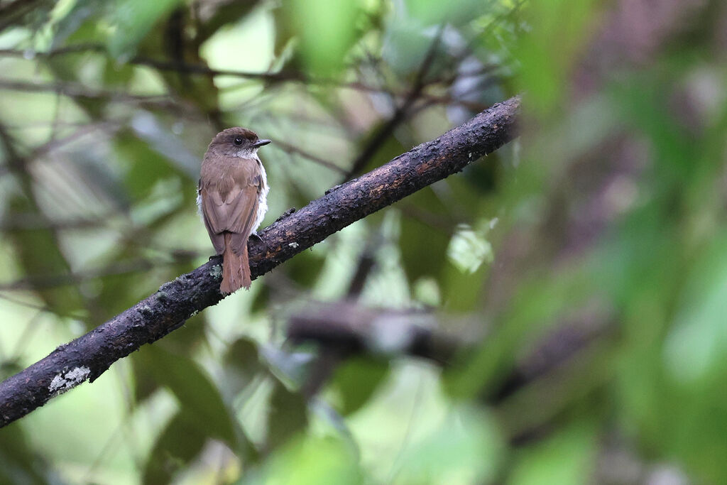 Buru Jungle Flycatcheradult