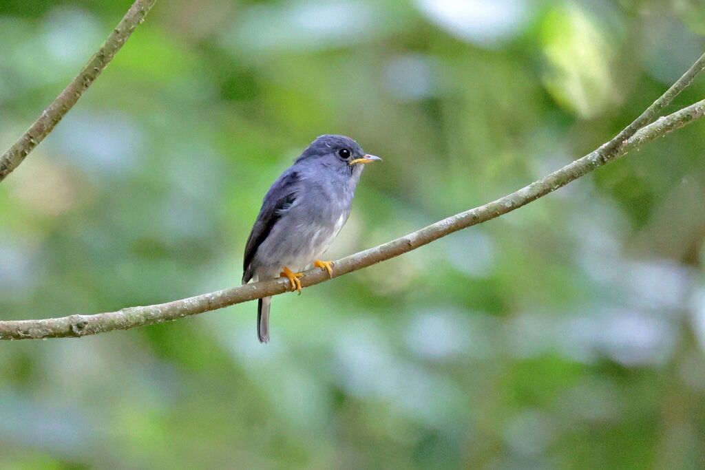 Yellow-footed Flycatcheradult