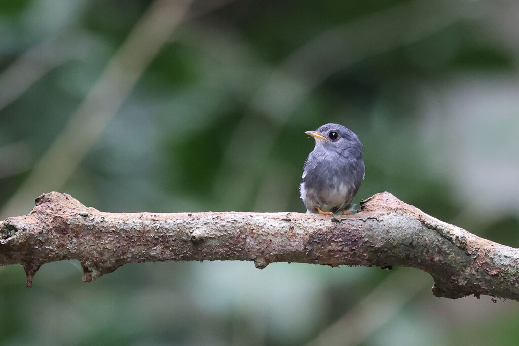 Yellow-footed Flycatcher