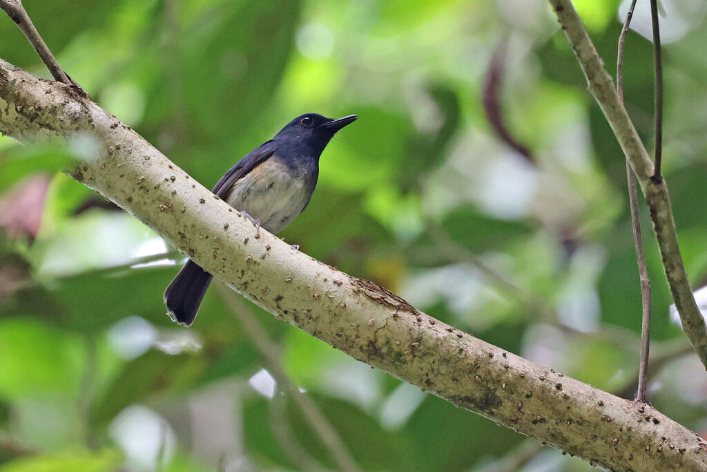 Blue-breasted Blue Flycatcher male adult, song