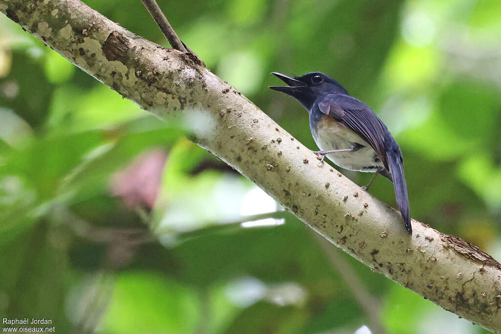Blue-breasted Blue Flycatcher male adult, song