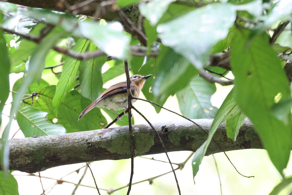 Blue-breasted Blue Flycatcher female adult