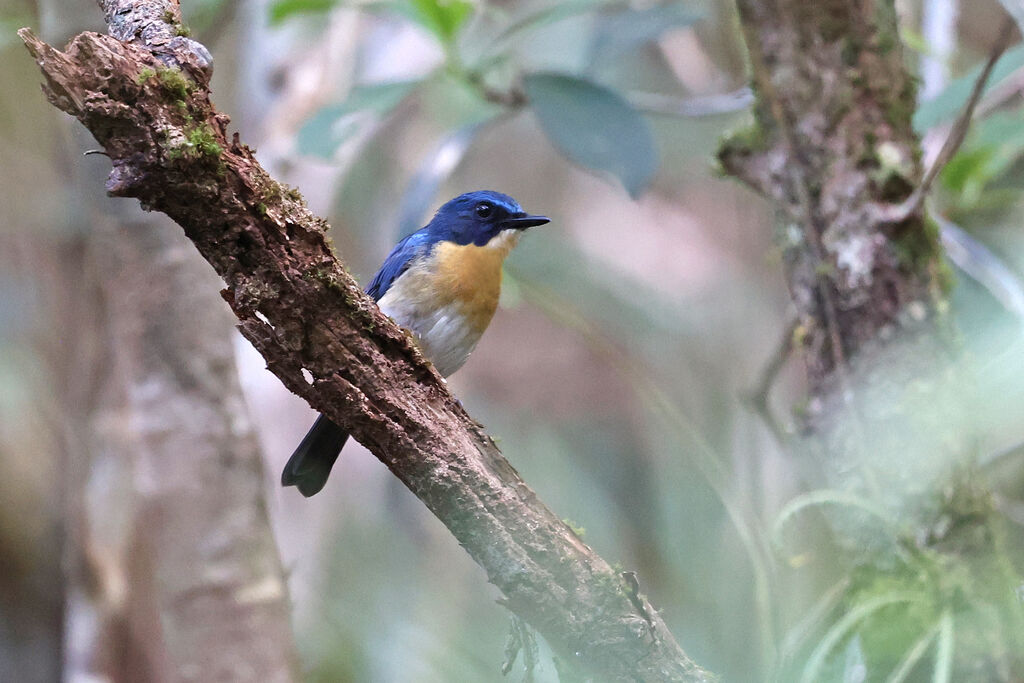 Palawan Blue Flycatcher male adult