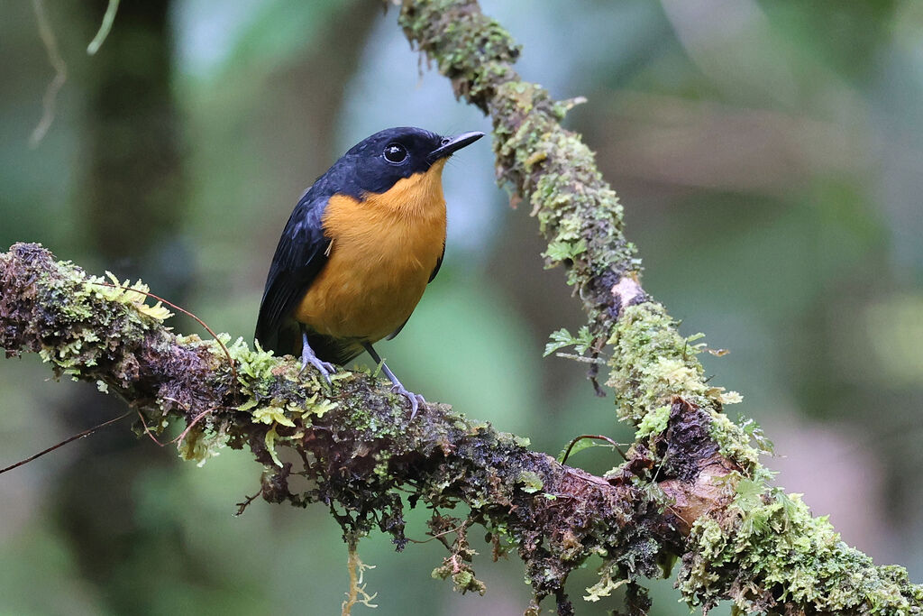 Cinnamon-chested Flycatcheradult