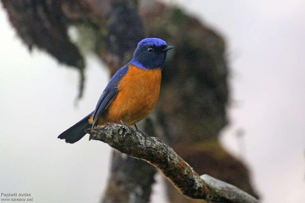 Rufous-vented Niltava male adult