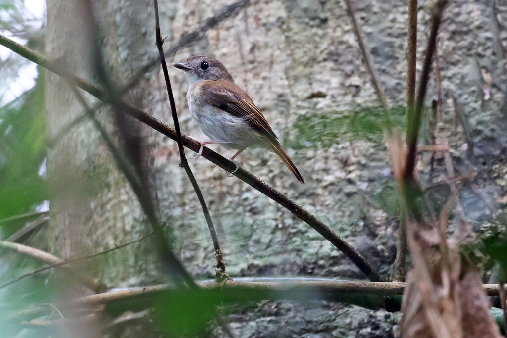 Furtive Flycatcheradult