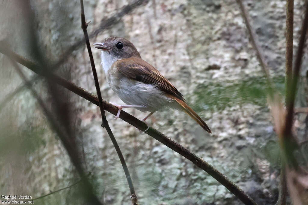 Furtive Flycatcheradult, song