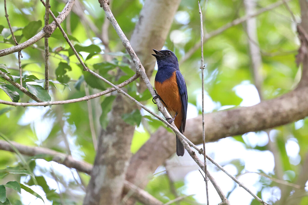 Timor Blue Flycatcheradult, song