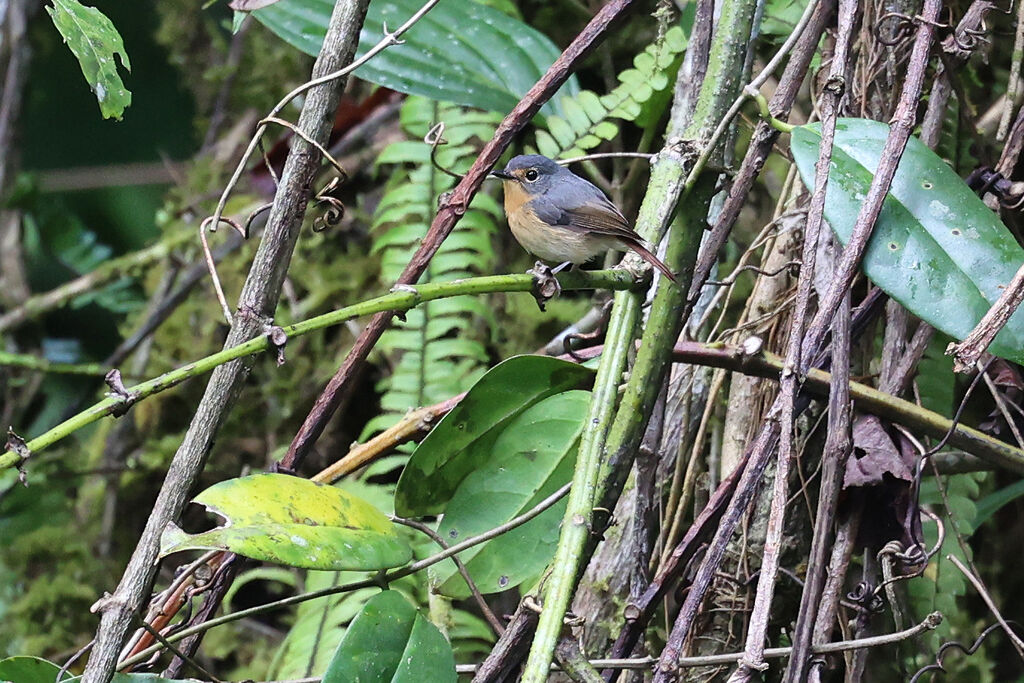 Gobemouche montagnard - Gobemouche buissonnier<br /> femelle adulte