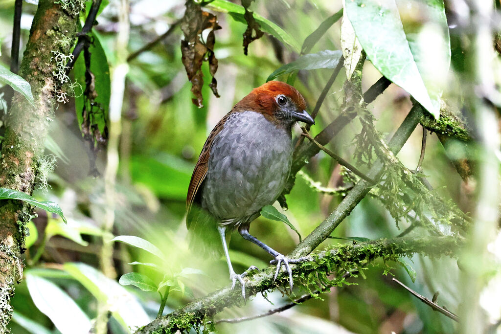 Grallaire à nuque rousseadulte