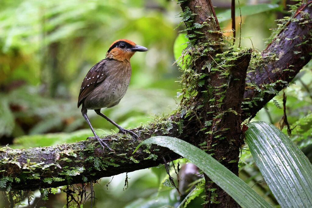 Grallaire à sourcils noirs - Pittasome à sourcils noirs<br />adulte