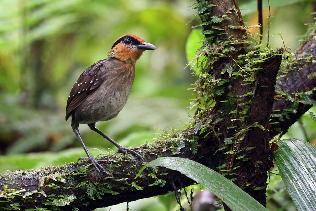 Grallaire à sourcils noirs - Pittasome à sourcils noirs<br />adulte