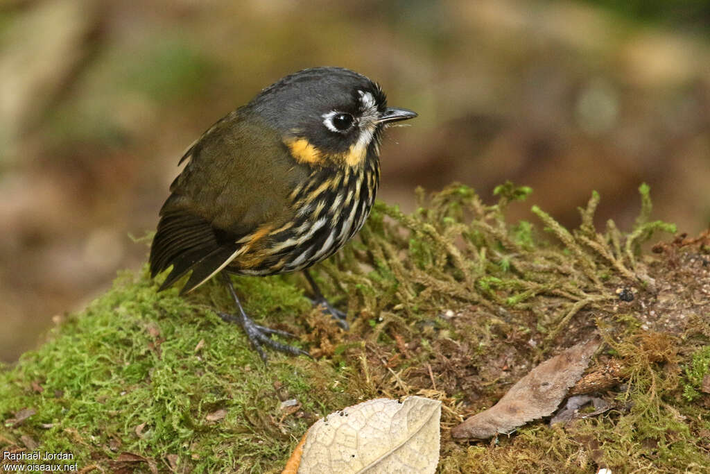 Grallaire demi-luneadulte, identification