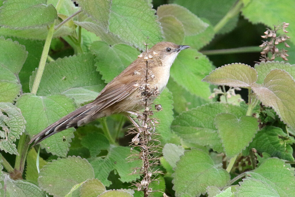 Fan-tailed Grassbirdadult