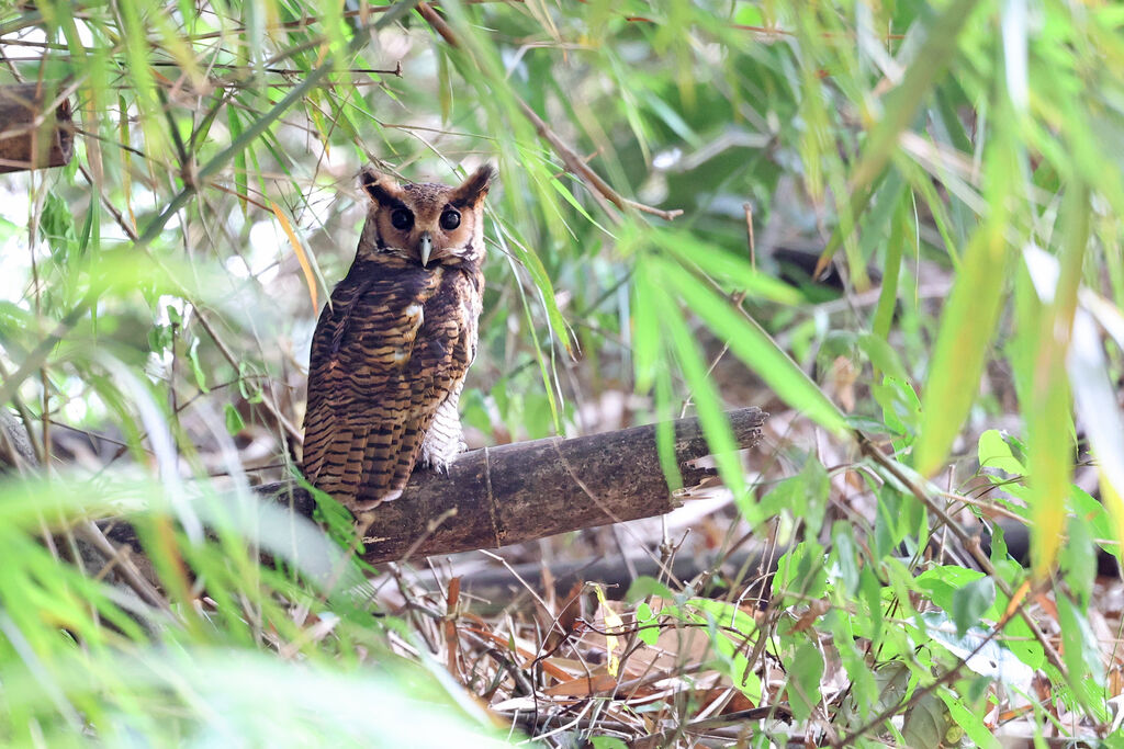 Fraser's Eagle-Owl