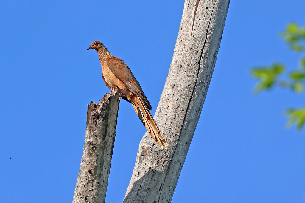 Timor Cuckoo-Doveadult