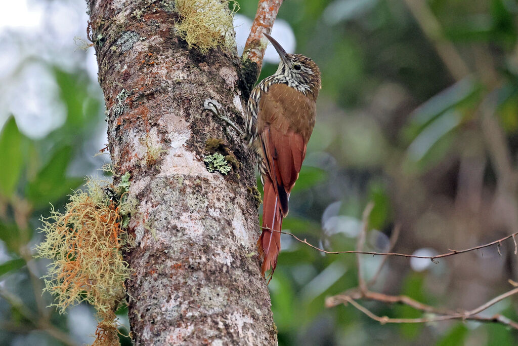 Grimpar montagnardadulte