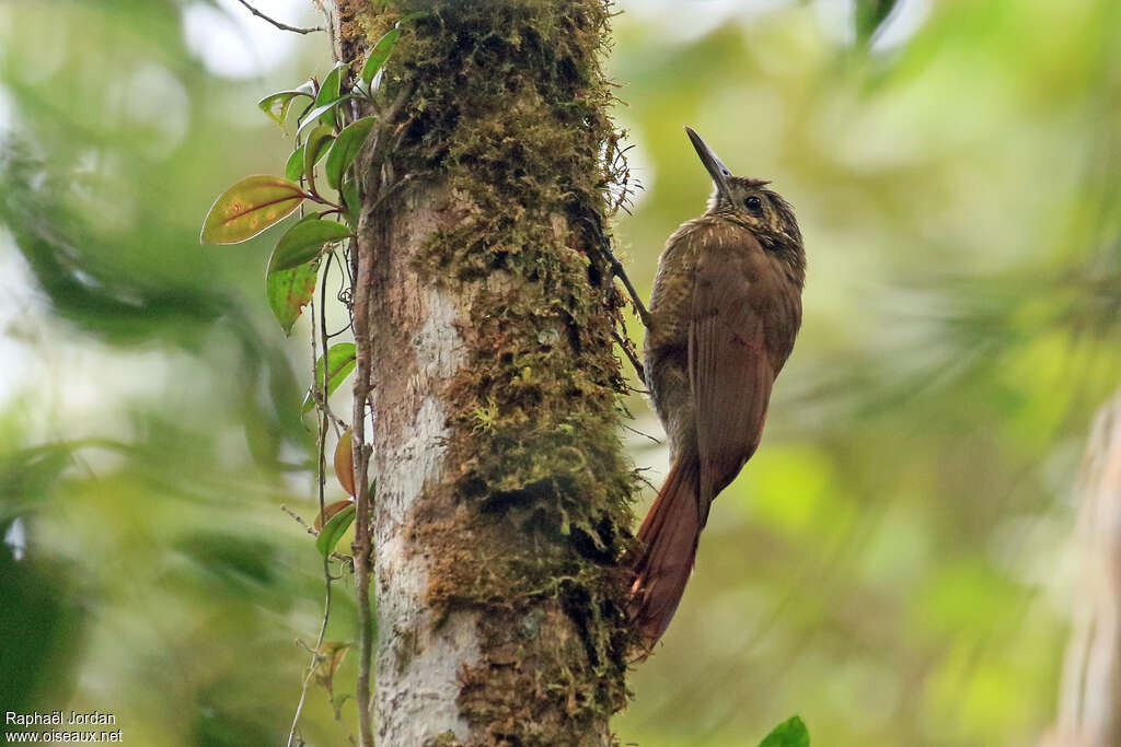 Grimpar variéadulte, identification