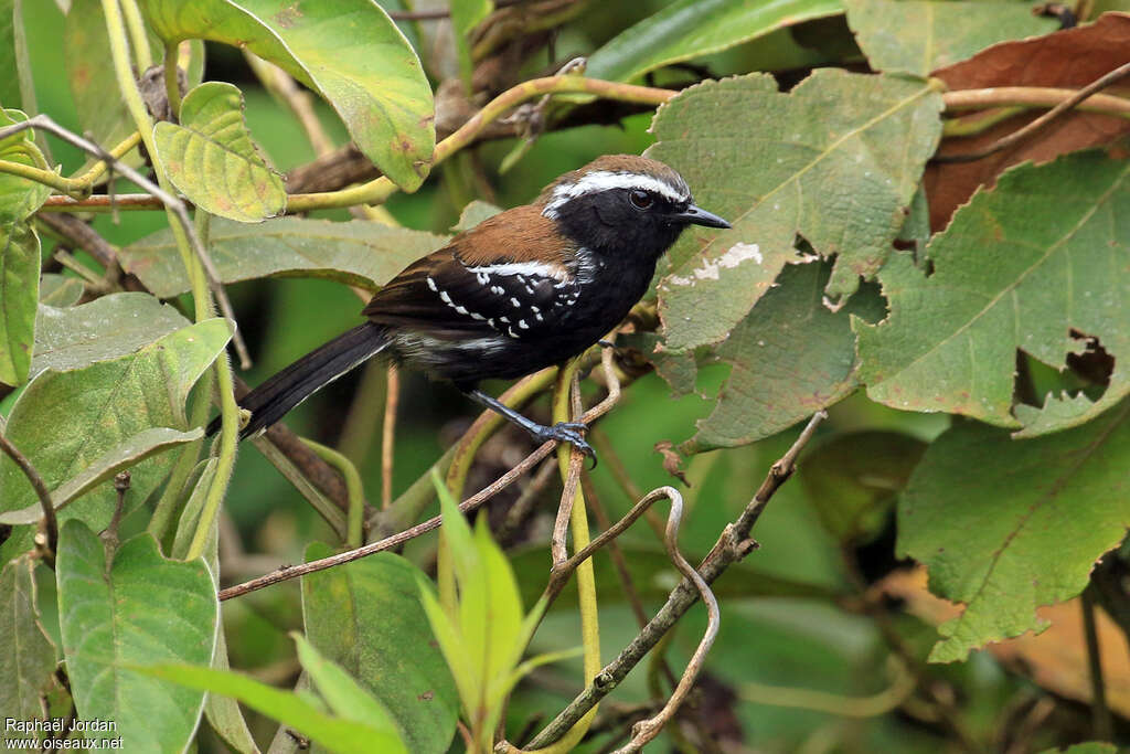 Serra Antwren male adult, identification
