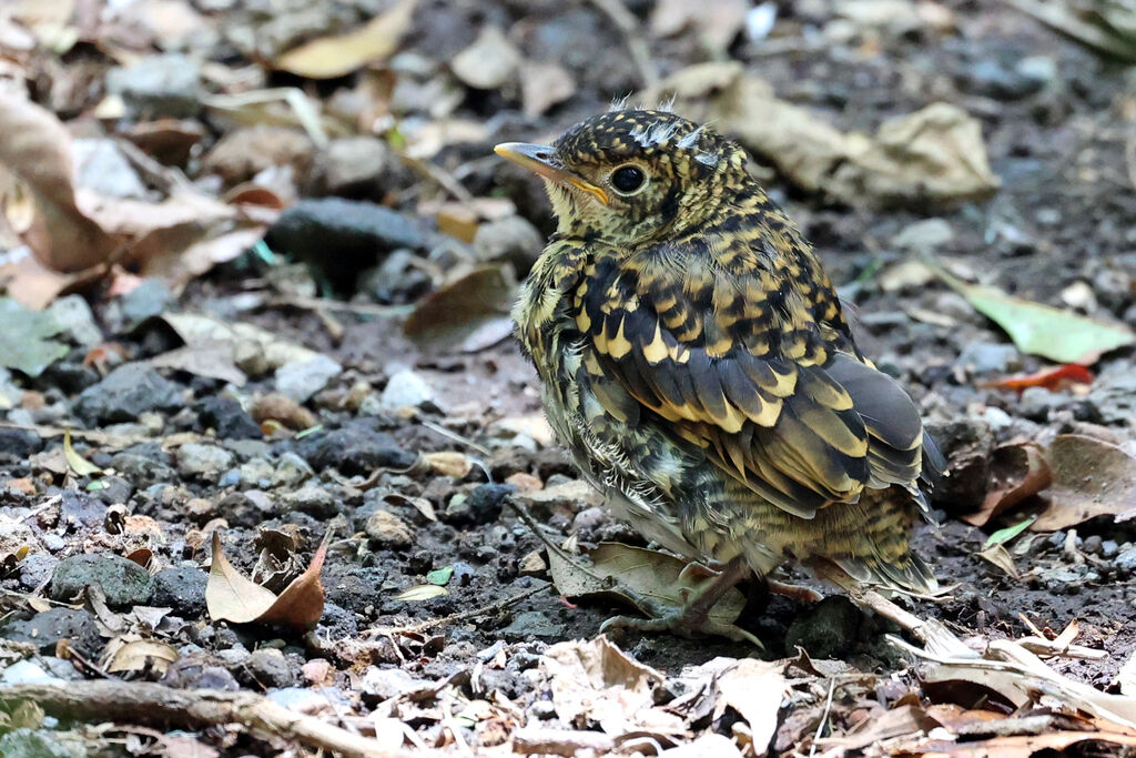 Grive de HorsfieldPoussin