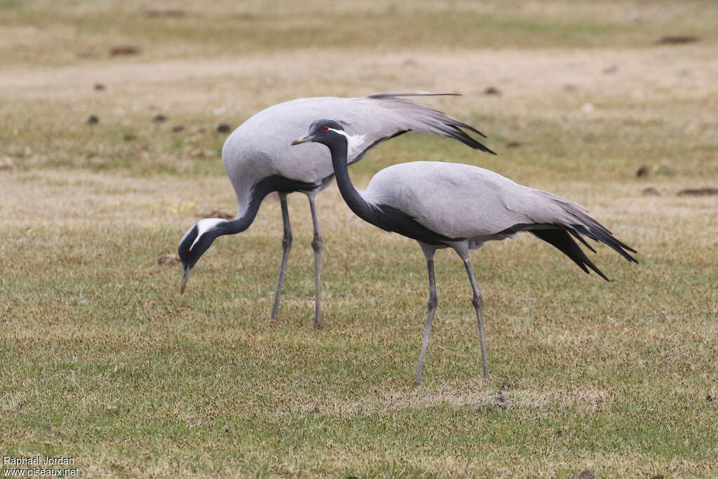 Grue demoiselleadulte nuptial, pigmentation