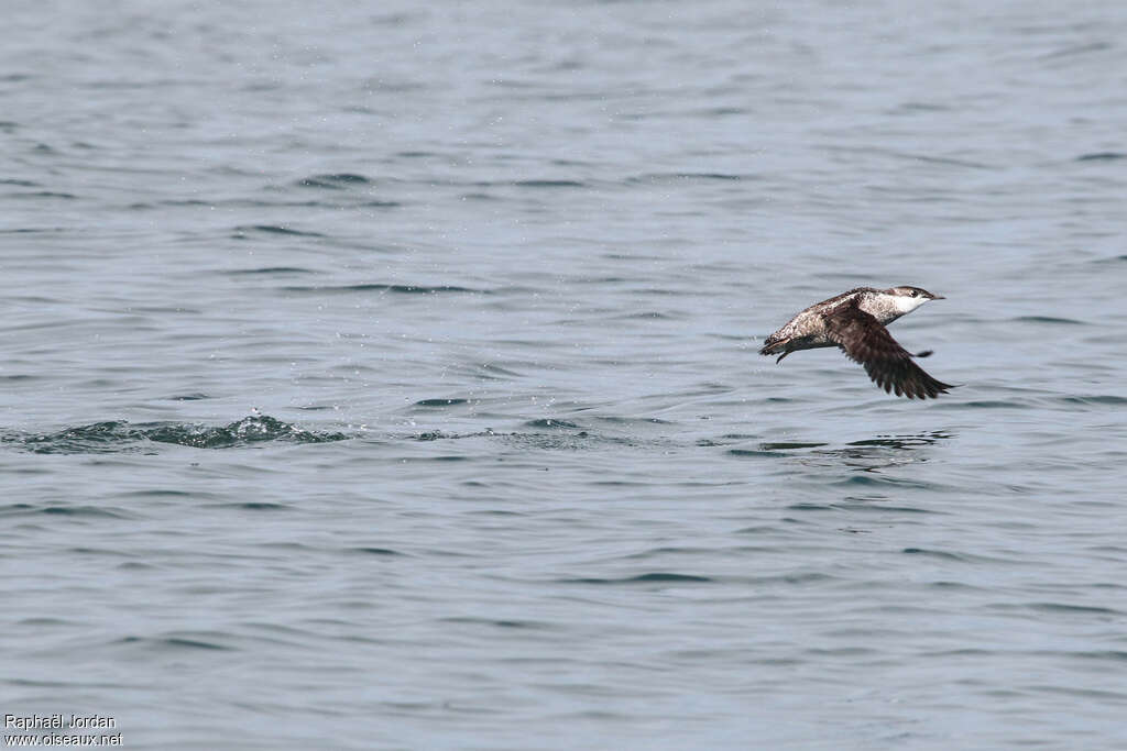 Guillemot à long becadulte, Vol