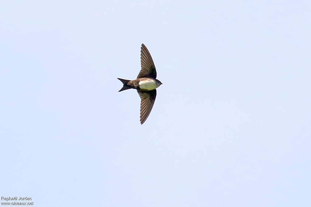 Hirondelle à tête noire, pigmentation