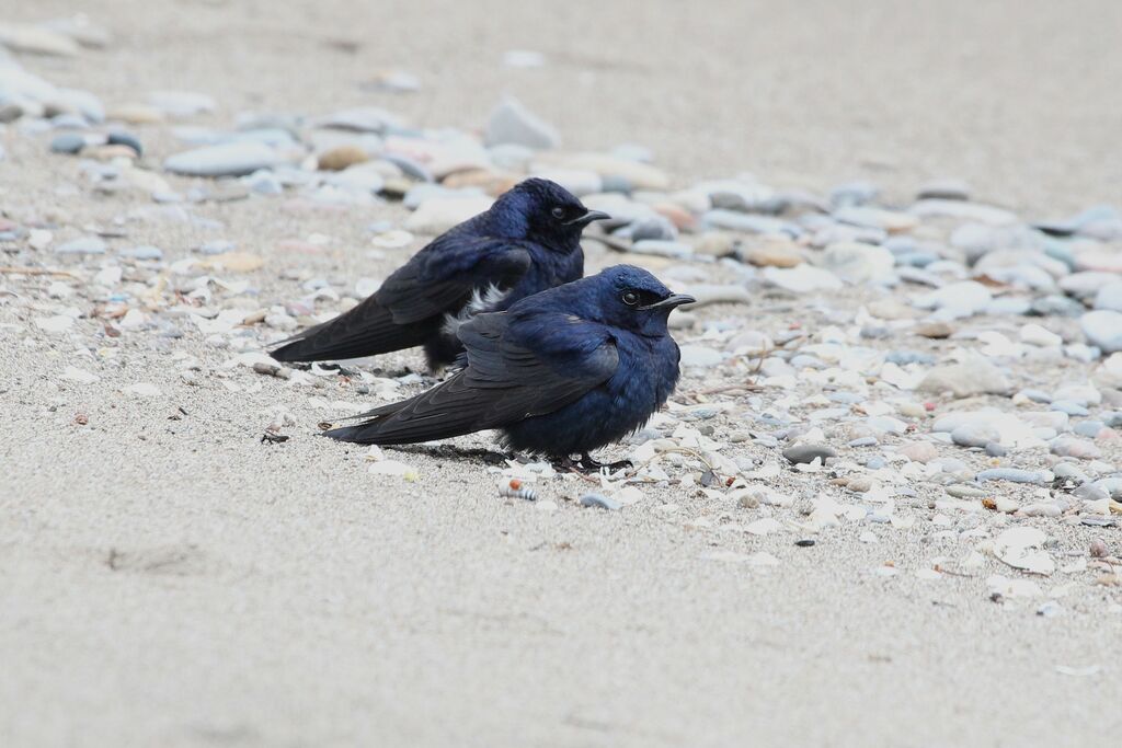Hirondelle noireadulte nuptial