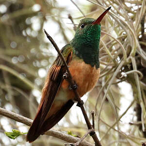 Ariane à ventre roux