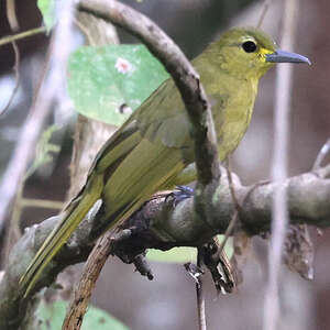 Bulbul de Buru