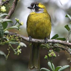 Bulbul oreillard