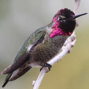Colibri d'Anna