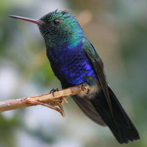 Colibri de Julie