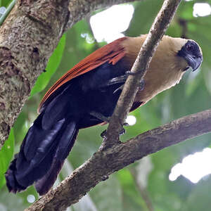 Coucal à face noire
