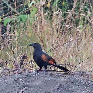 Coucal noirou